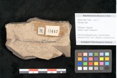 Foto (Objekt + Etikett) von Plantae indet.  (NHMW-GEO-2024-0188-11442)